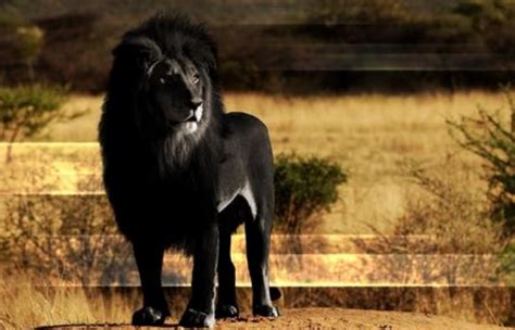 黑獅子 對付小人風水